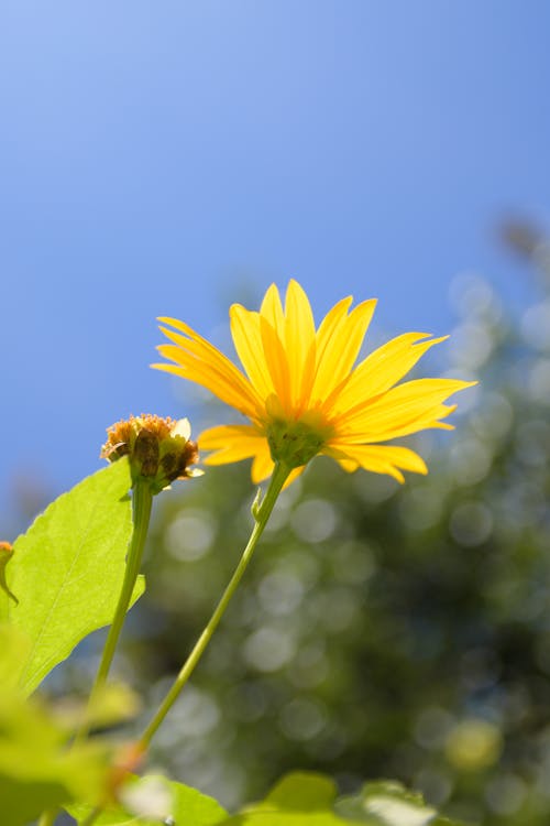 Kostenloses Stock Foto zu blume, frisch, gelb