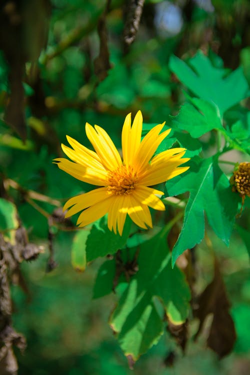 Immagine gratuita di fiore, focus selettivo, foglie