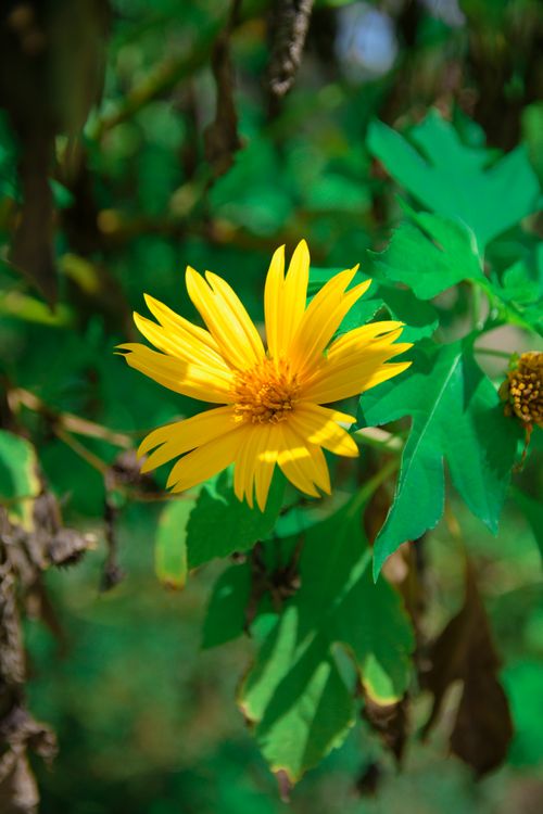Free Bright yellow flower with green leaves captures nature's vivid colors on a sunny day. Stock Photo
