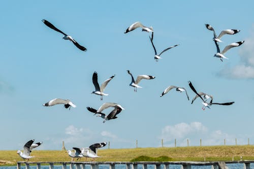 Flock of Seagulls Landing on an Old Wooden Pier