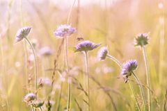 Purple wildflowers with bees in a sunlit meadow, photo by Lum3n on Pexels