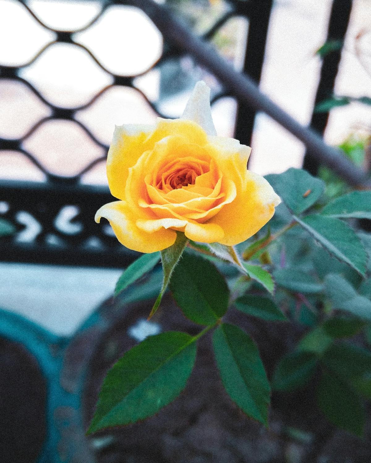 The Serengeti Crossing