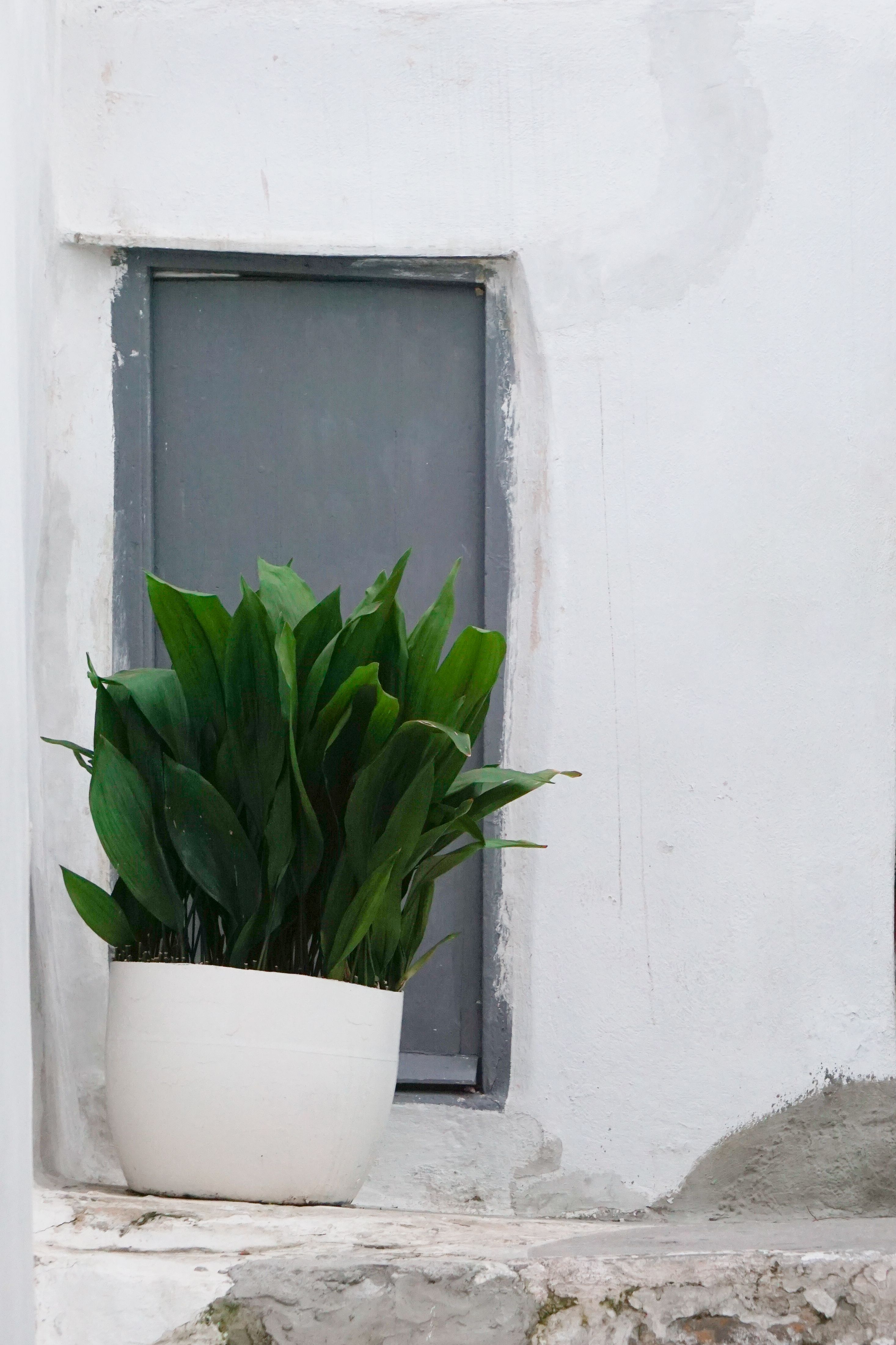 bar-room-plant-photos-download-the-best-free-bar-room-plant-stock