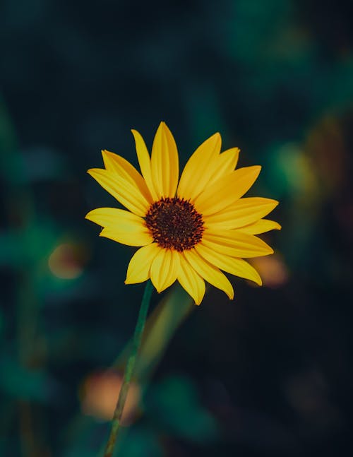 Základová fotografie zdarma na téma kvést, okvětní lístek, pěstování