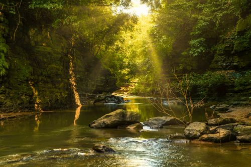 Free Sunlight streams through the lush forest of Bandarban, illuminating a tranquil creek and rocky landscape. Stock Photo