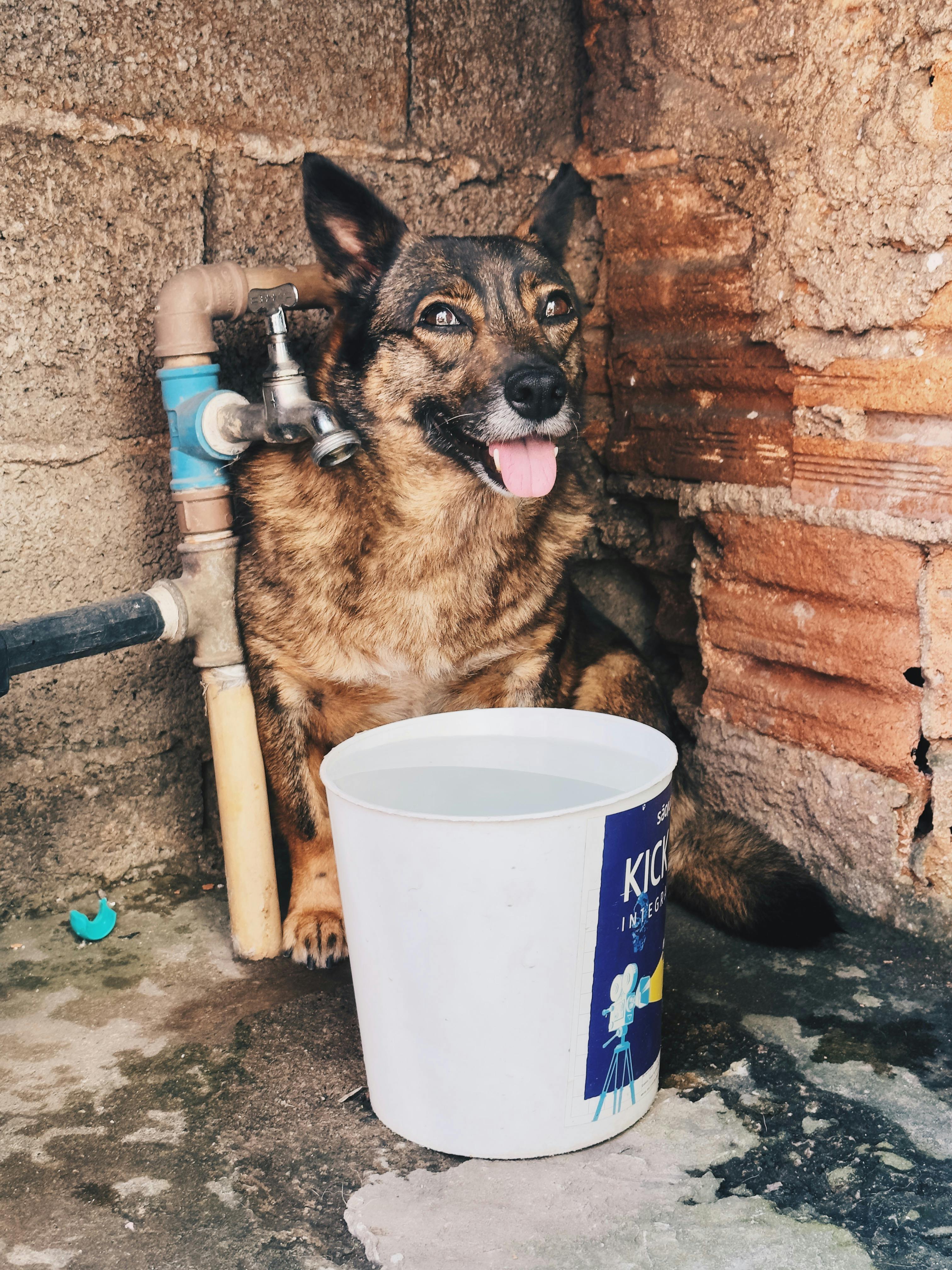 Hund mit Wasserhahn Tropfen