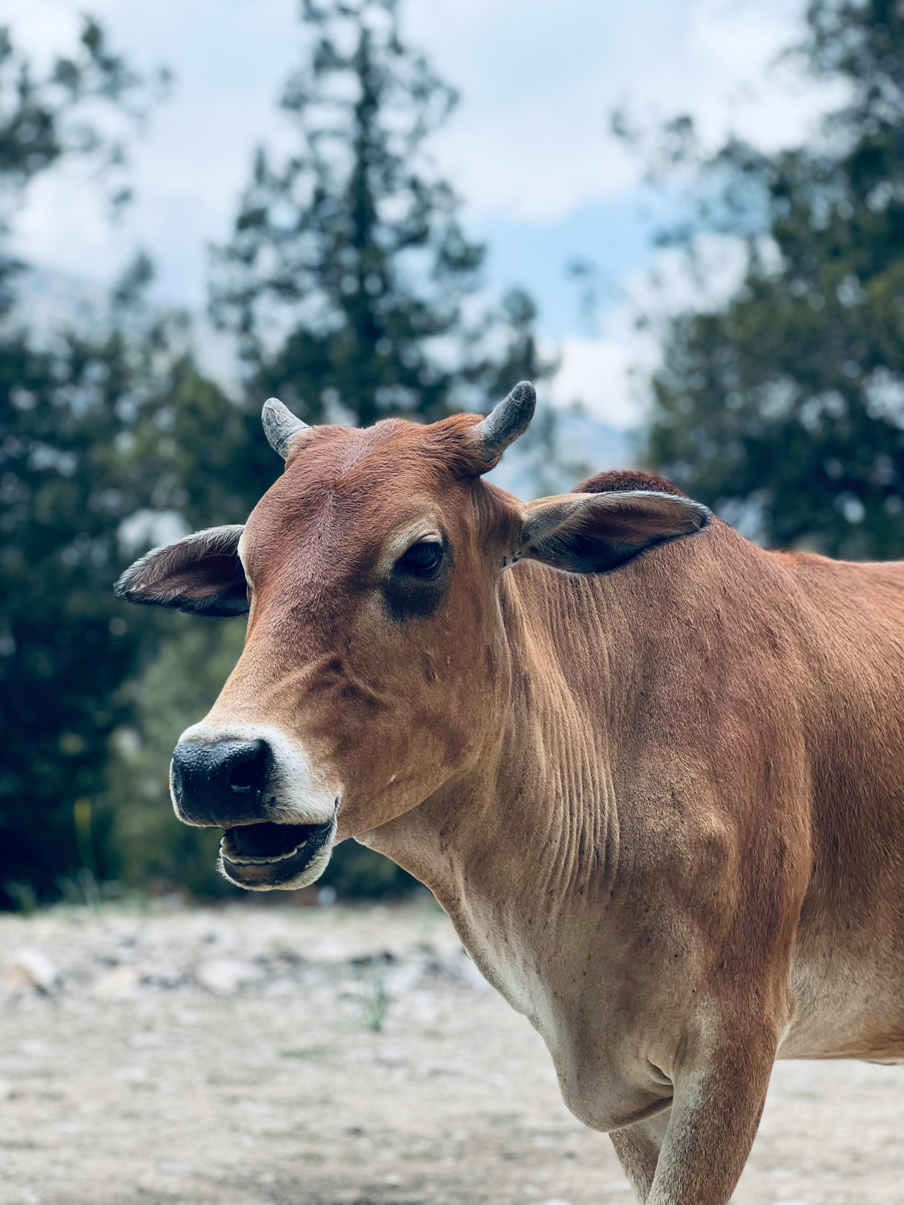 Cow Coughing Photos, Download The BEST Free Cow Coughing Stock Photos