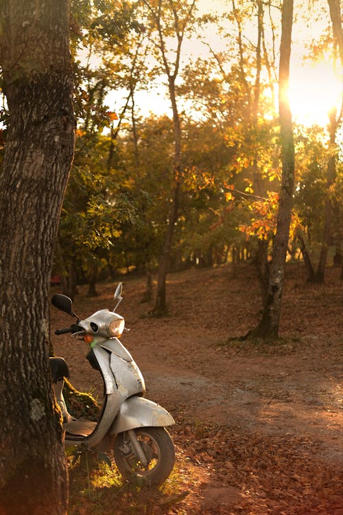 Scooter in the Forest in Fall