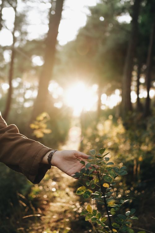Free Close-up of a hand gently touching plants in a sunlit forest scene. Stock Photo