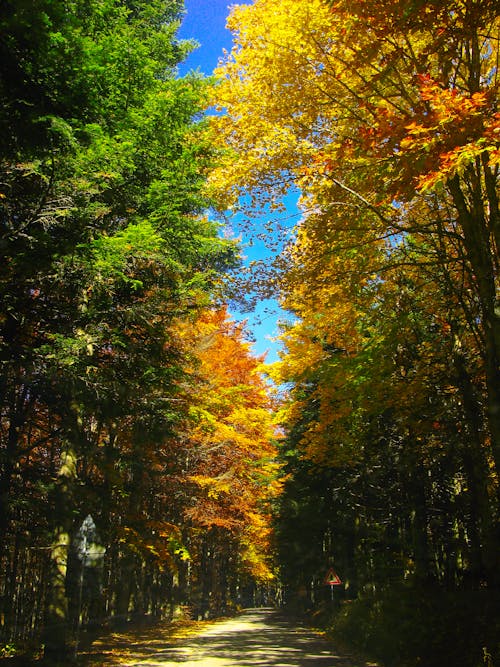 Road Between Trees