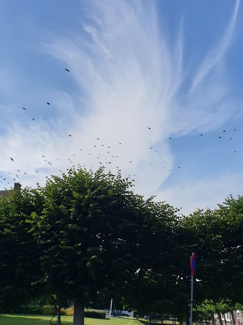 Free stock photo of bird flying, birds, flock of birds Stock Photo