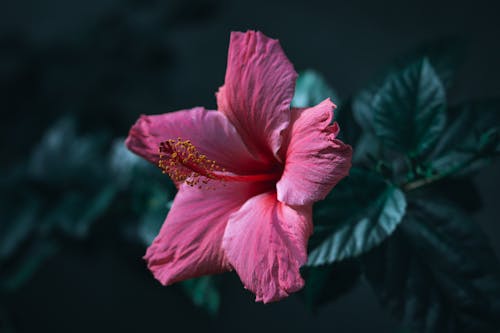 Closeup of a Pink Hibiscus Flower against Dark Background