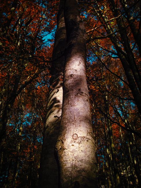 Fotomural Un tronco de árbol imponente iluminado por la luz del sol en un vibrante bosque de otoño.