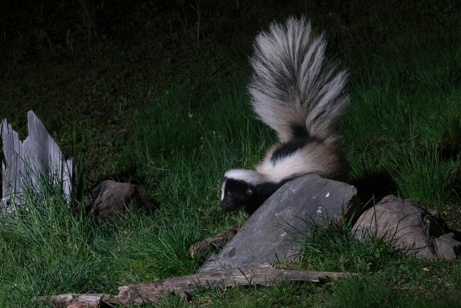 Wildlife Wednesday - Skunks