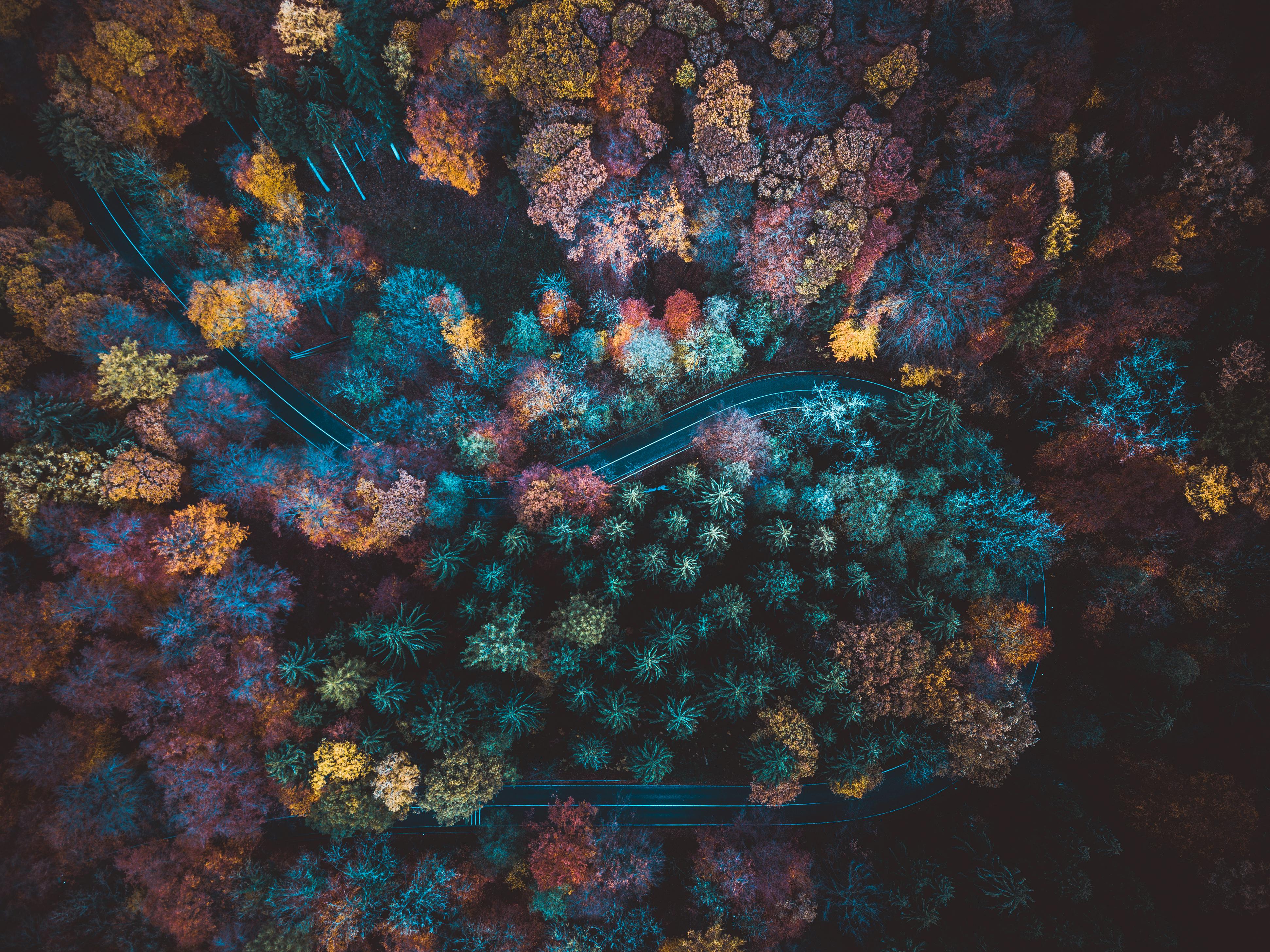 top view photo of road surrounded by trees