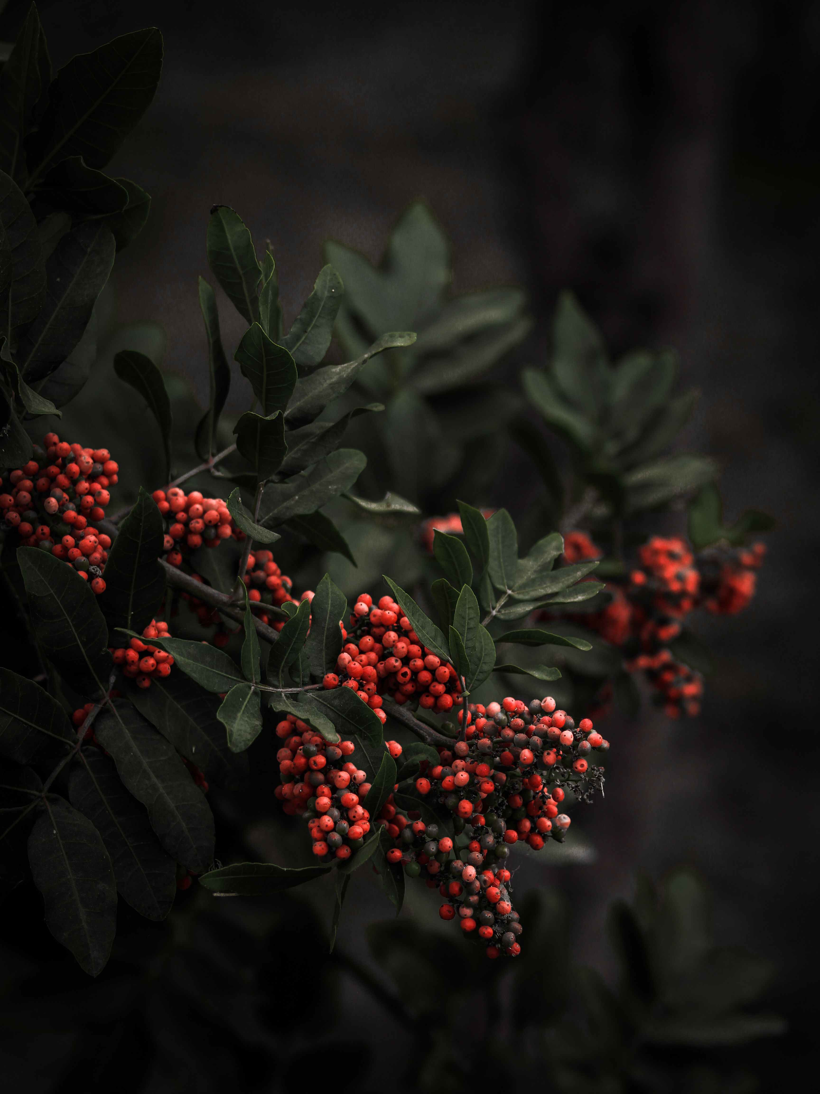 Dark and moody close-up of vibrant red berries amidst green leaves in nature.