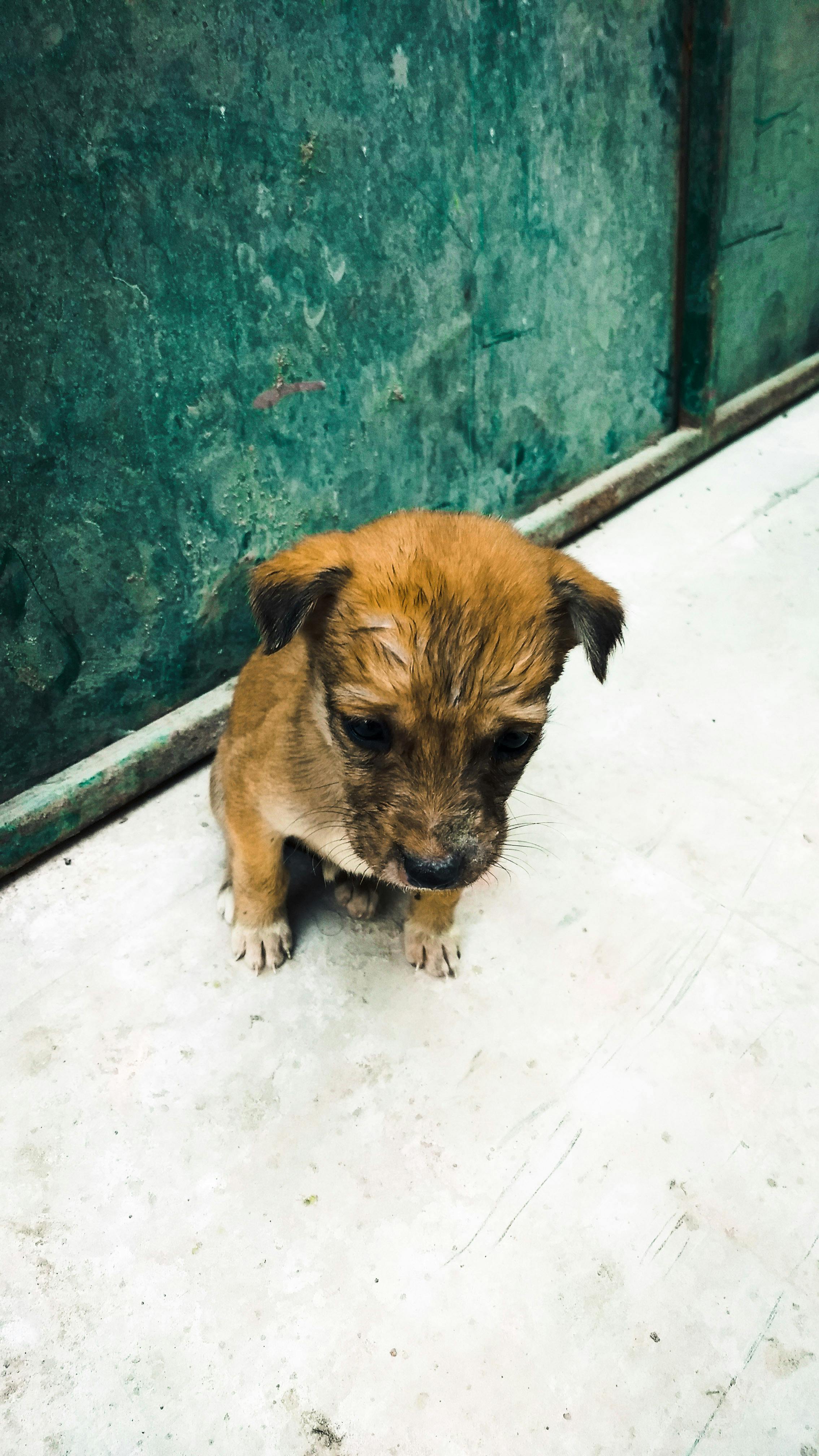 さびしい目 ストーリー 動物の赤ちゃんの無料の写真素材
