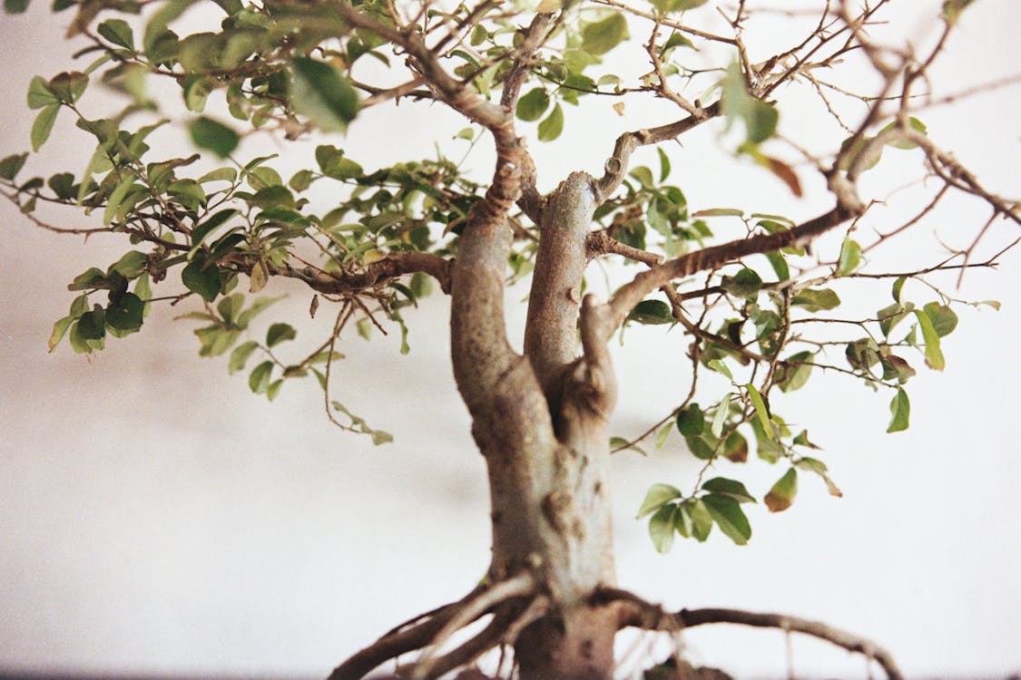 The Most Effective Method to Grow a Bonsai Tree Successfully