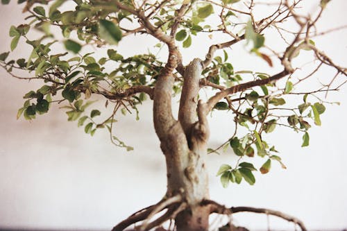 Selective Focus Photography of Green Leafed Bonsai