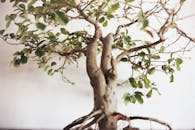Selective Focus Photography of Green Leafed Bonsai