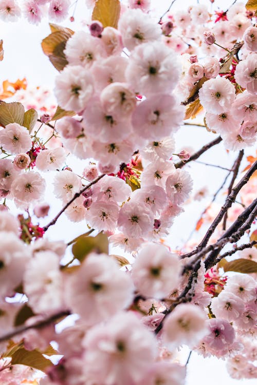 Foto d'estoc gratuïta de branques, creixement, flors