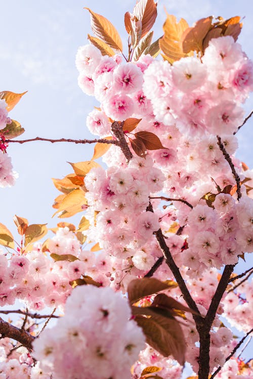 Close-up of Cherry Blossom 