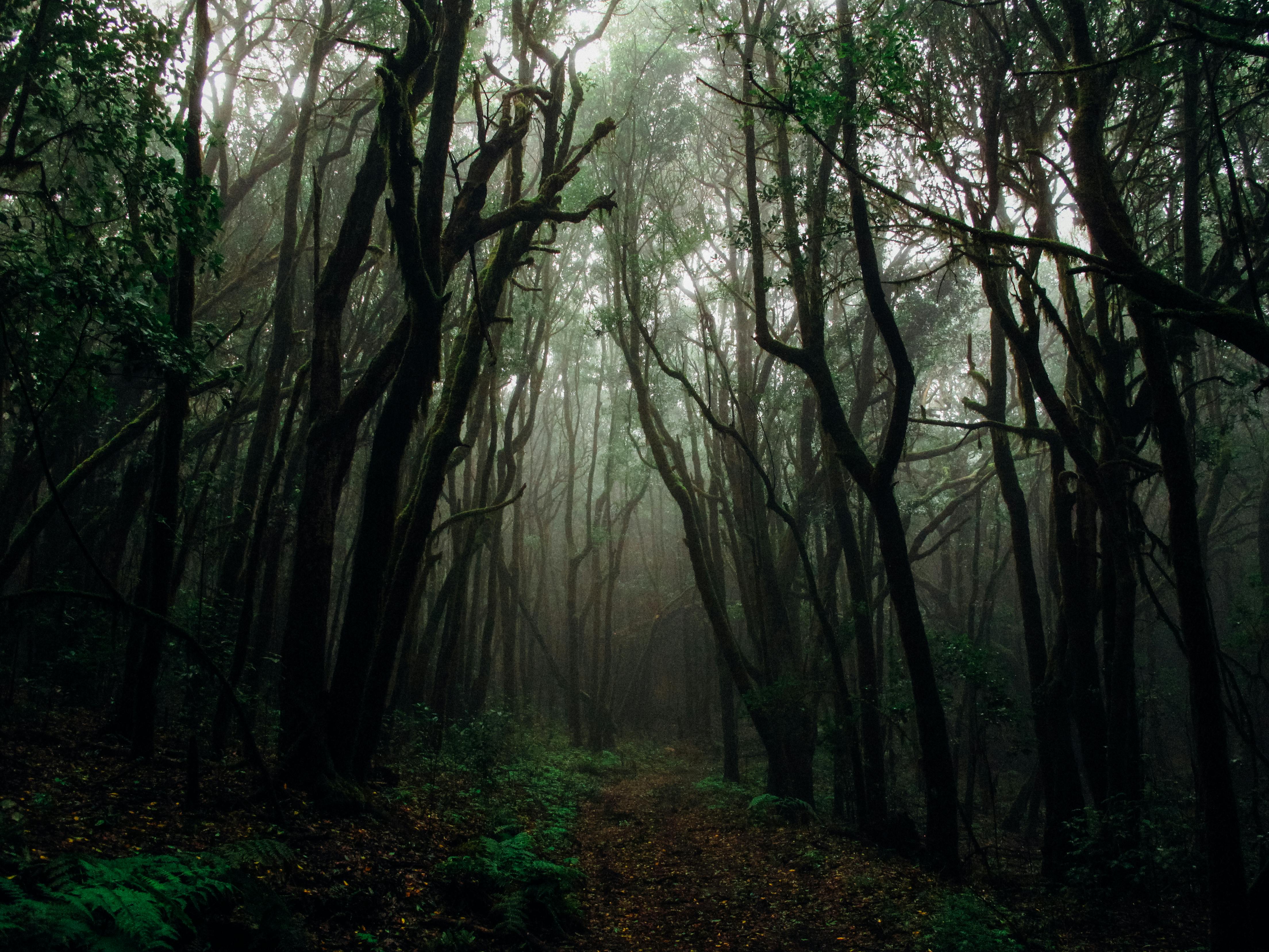 A forest with fog.  | Photo: Pexels