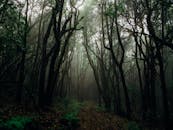 Photo of Forest With Fog