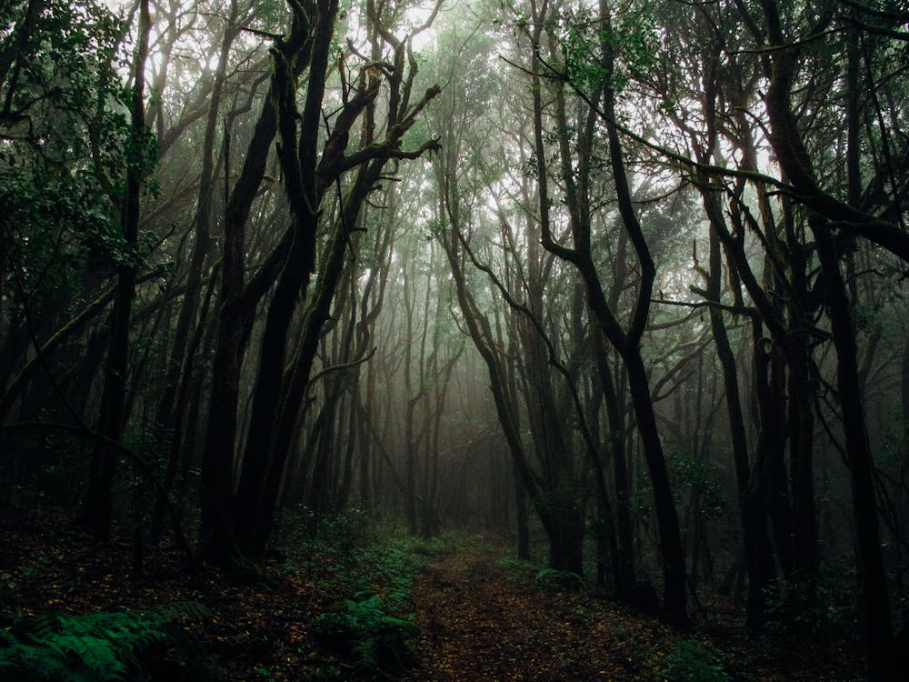Free Photo of Forest With Fog Stock Photo