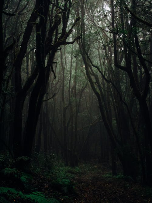 Trees on a Dark Forest 