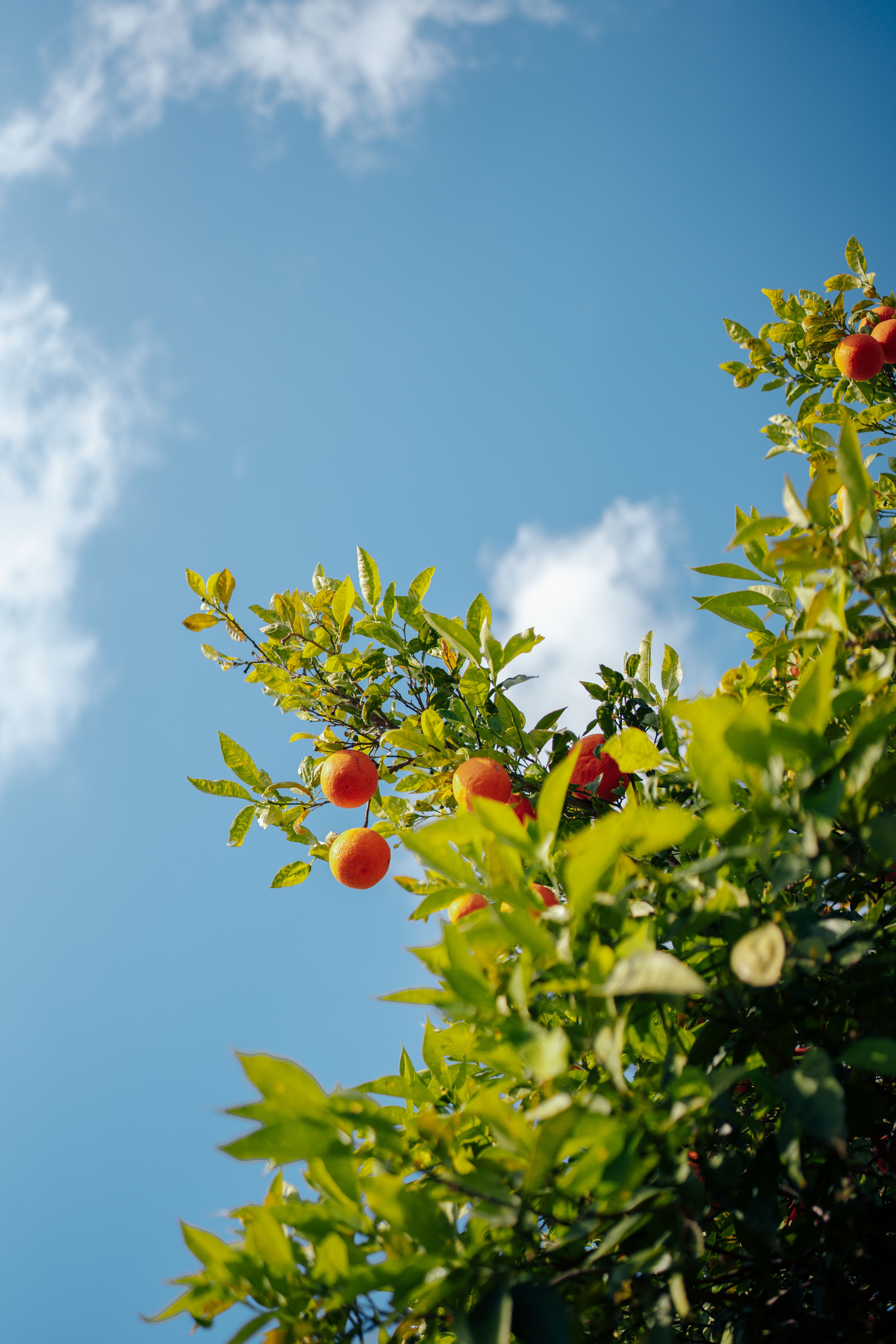 Tree with oranges · Free Stock Photo