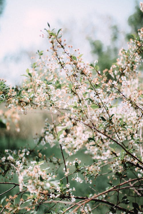 Kostenloses Stock Foto zu apfelbaum, äste, frühling