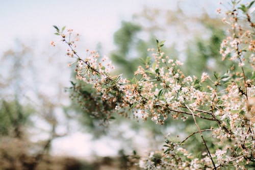 Twigs of a Blossoming Apple Tree