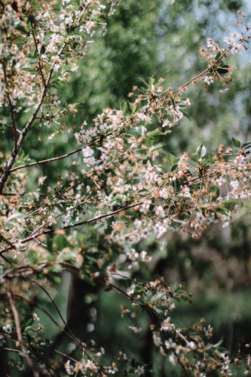 Kostenloses Stock Foto zu apfelbaum, äste, blüten