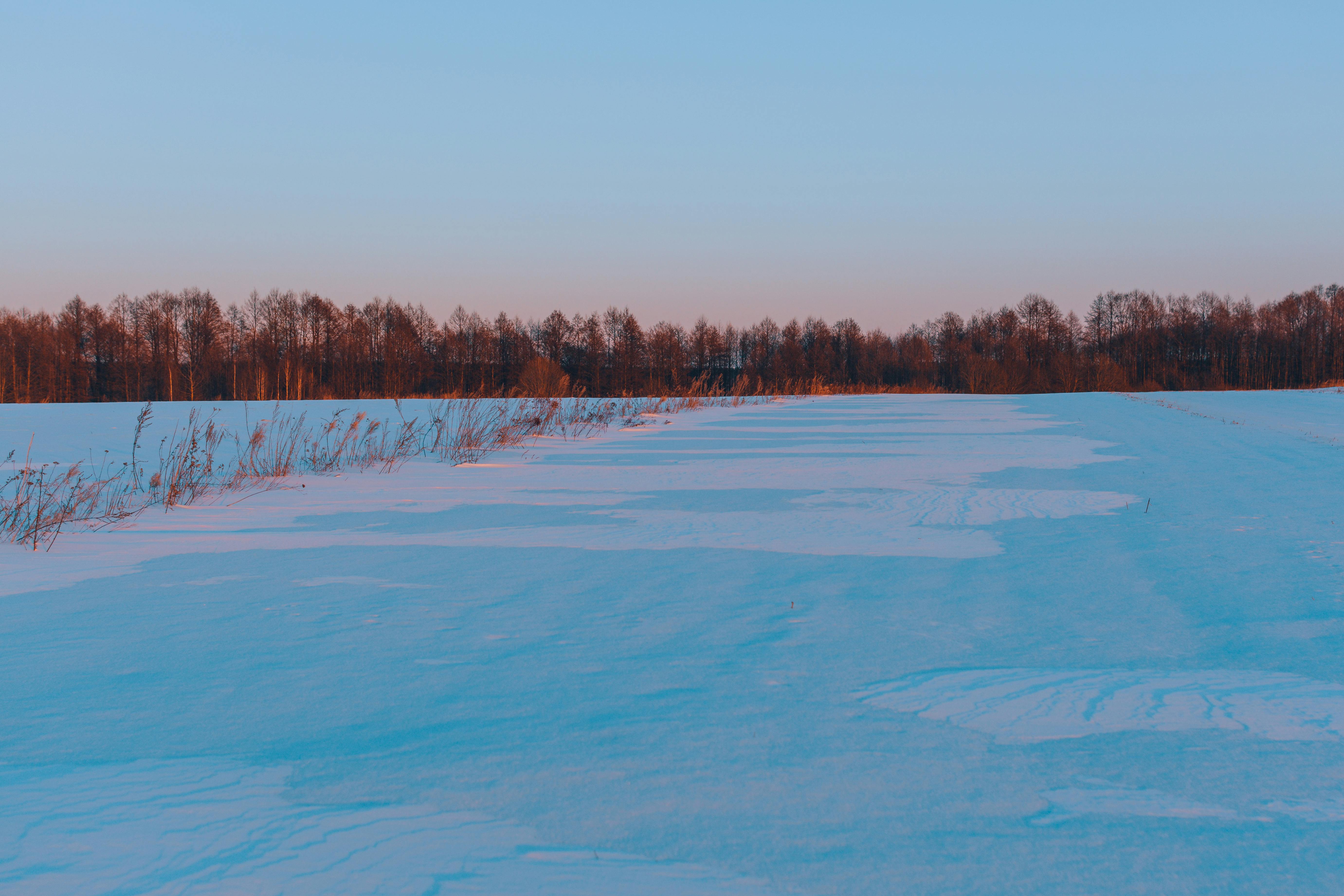 snow-field-free-stock-photo