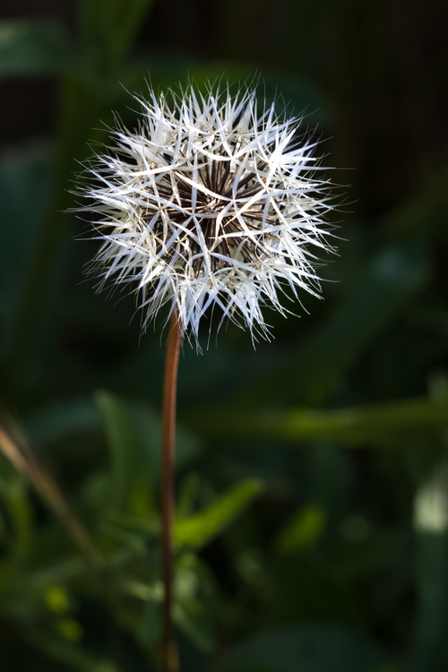 Free Detailed close-up of a silverpuff flower with a dark green blurred background. Stock Photo