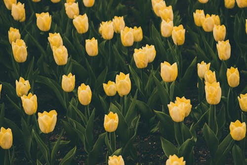 Yellow Tulips in Garden
