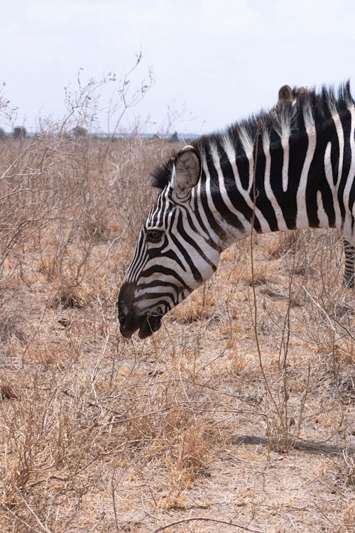 Zebra in Dry Desert
