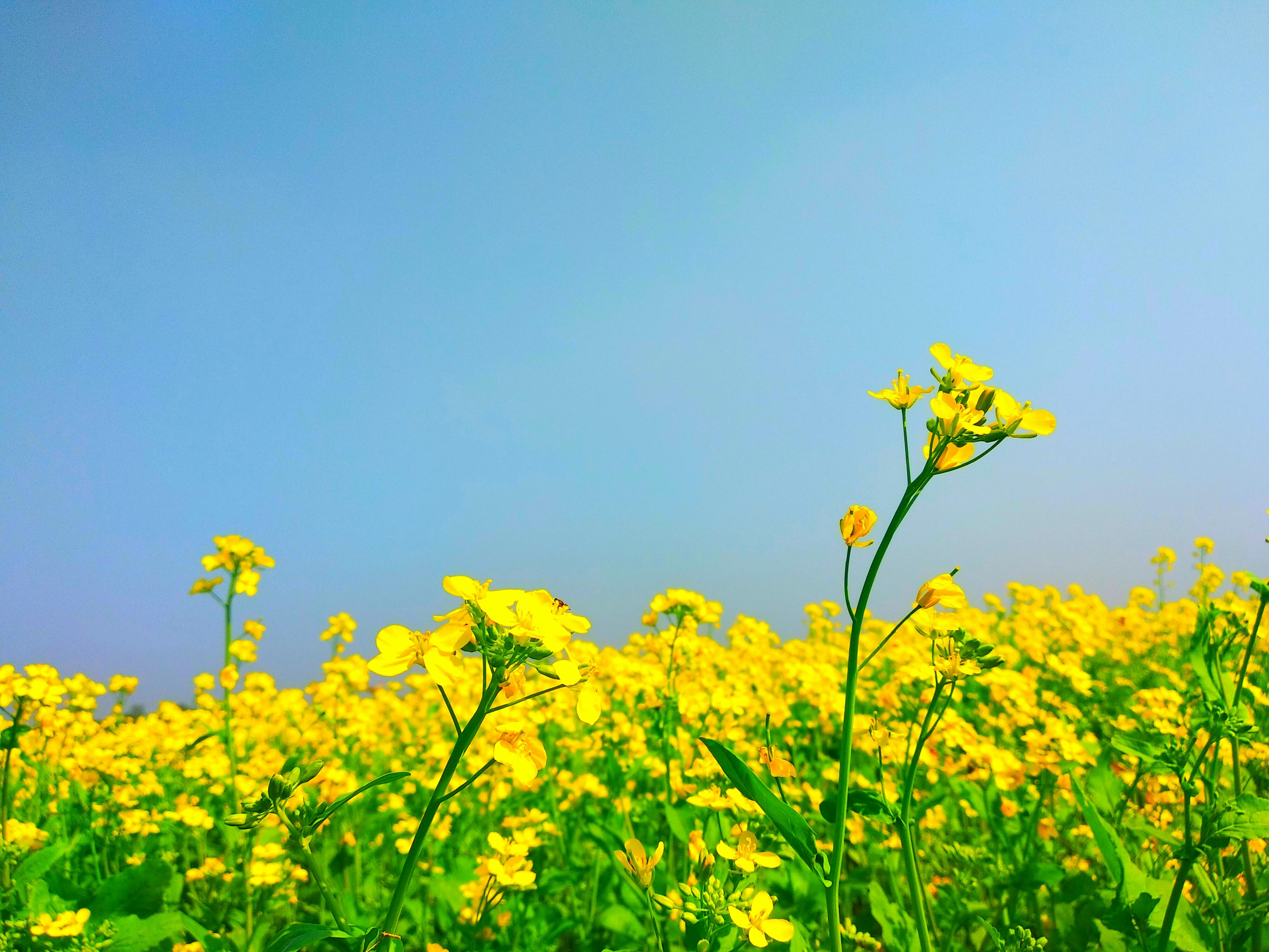 Free stock photo of mustard flower