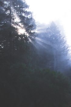 阳光透过云雾缭绕的松林，营造出一片宁静的自然景观