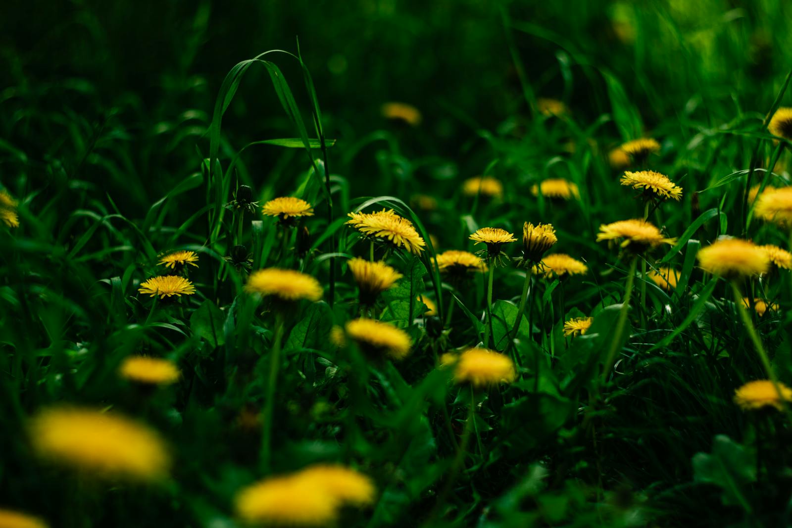 cause i'm field of dandelions