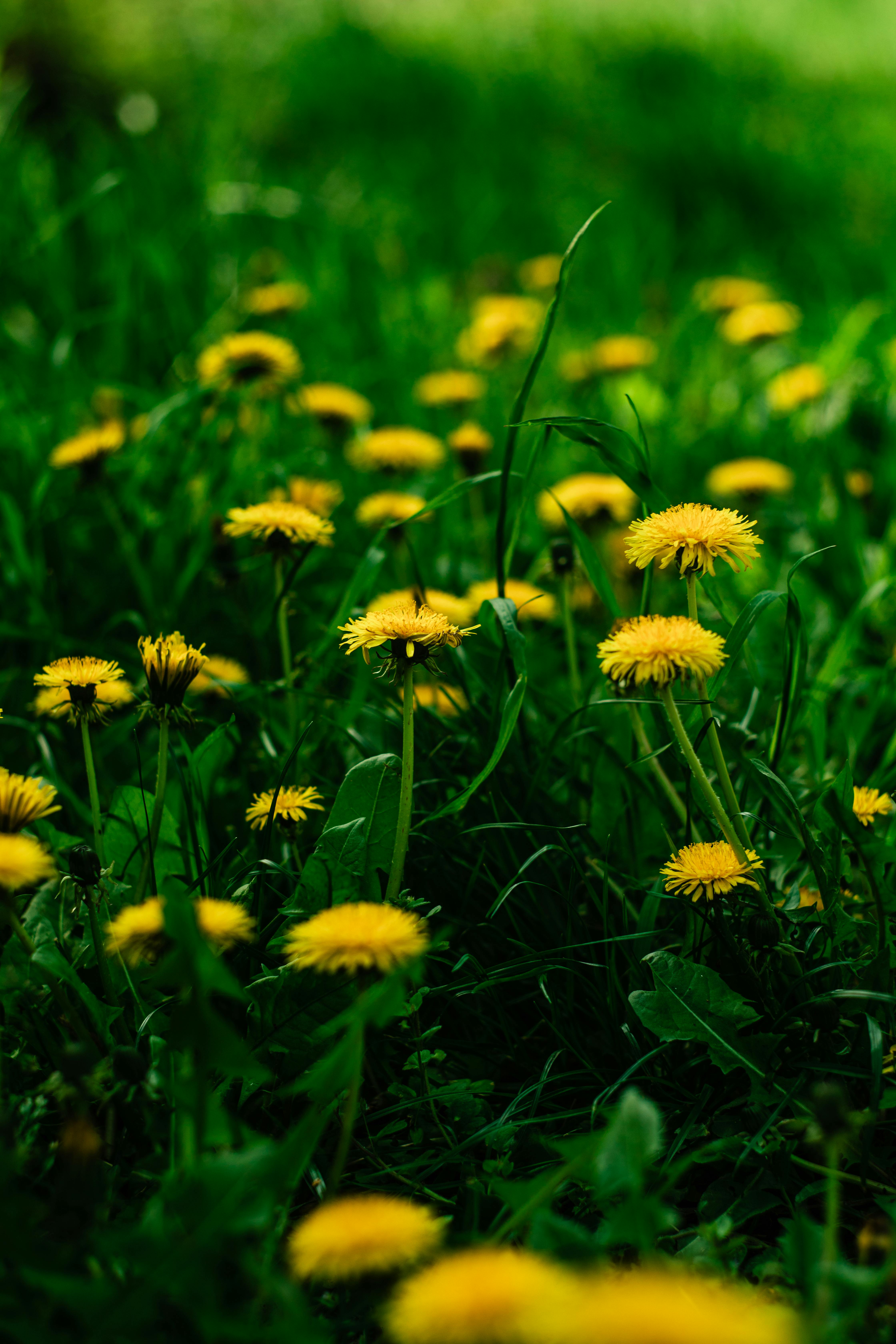 Dandelion Pink HD Wallpaper for Android