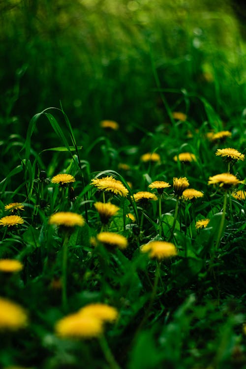 Foto stok gratis alam, bidang, flora