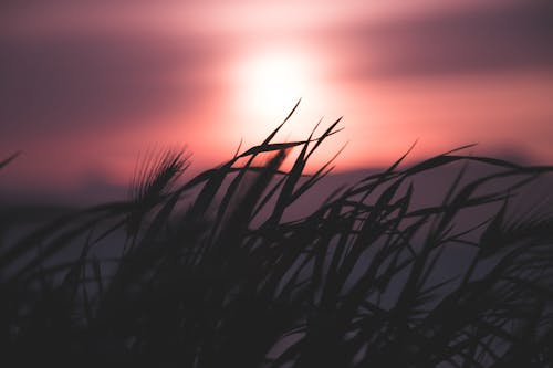 Silhouette Of Grass During Dawn