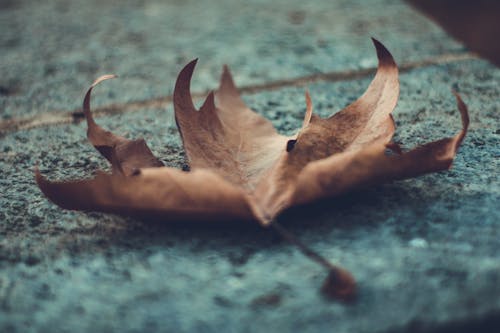 Photo of Dry Maple Leaf on Ground
