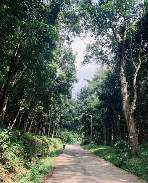 Free A lone cyclist riding on a quiet, tree-lined path in a lush green forest. Stock Photo