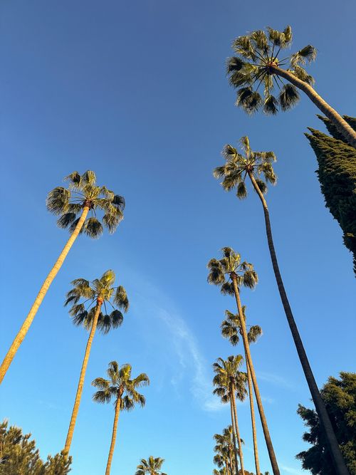 Free Soaring palm trees reach into the clear blue sky, captured in a serene outdoor setting. Stock Photo