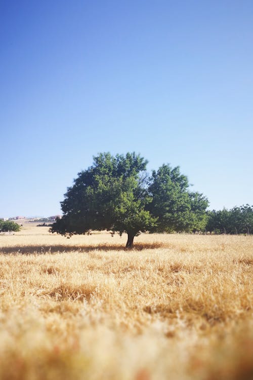 Foto profissional grátis de agricultura, árvore, aumento