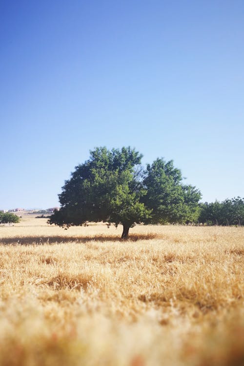 Základová fotografie zdarma na téma čisté nebe, farma, modrá obloha