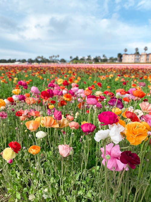 Colorful Flowers on Field
